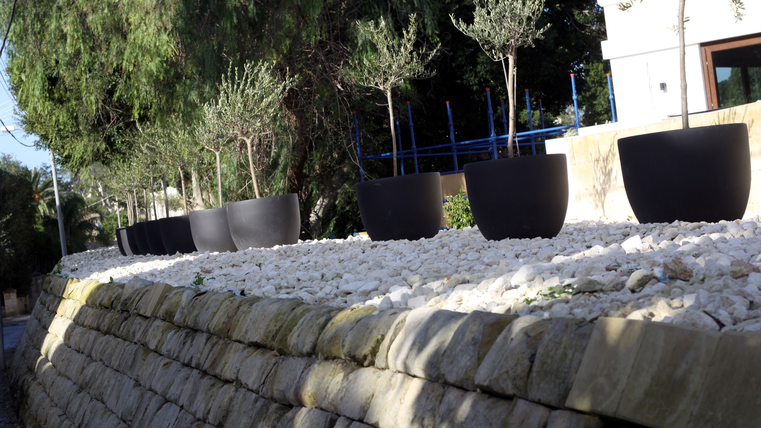110 new olive trees for Attard’s historic railway embankment