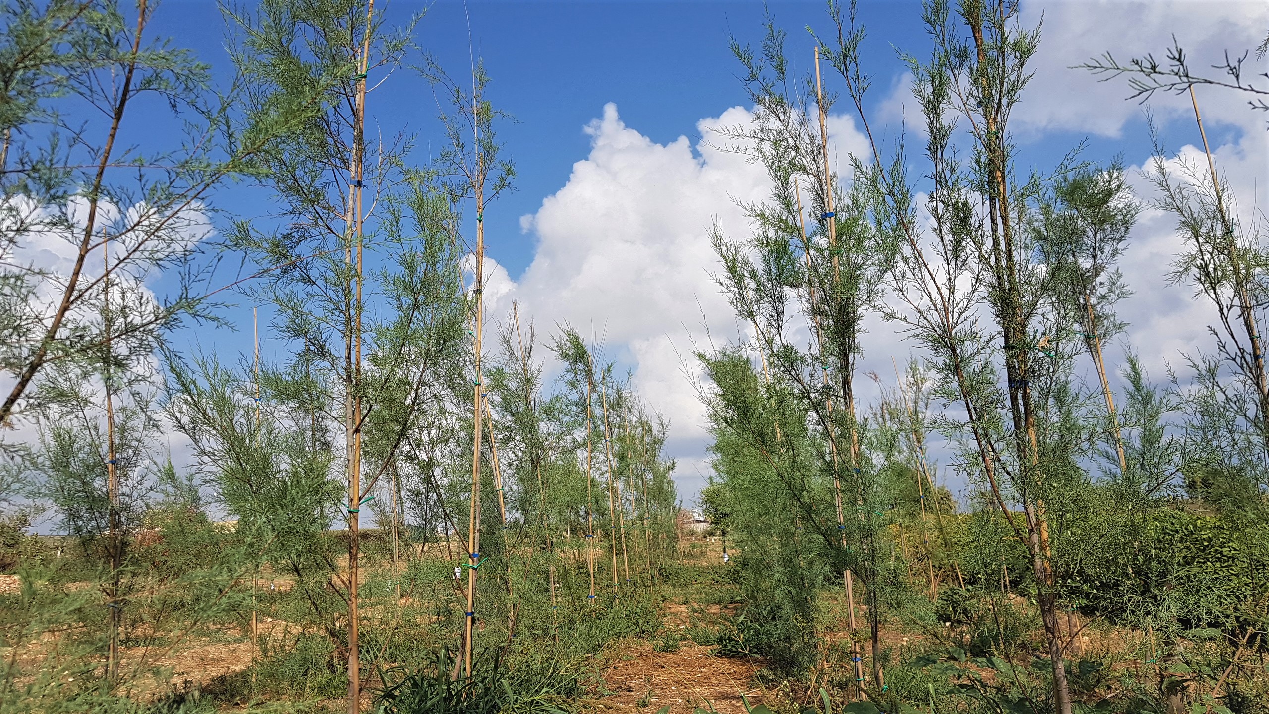 €1 million project to plant 6,700 trees by end 2019