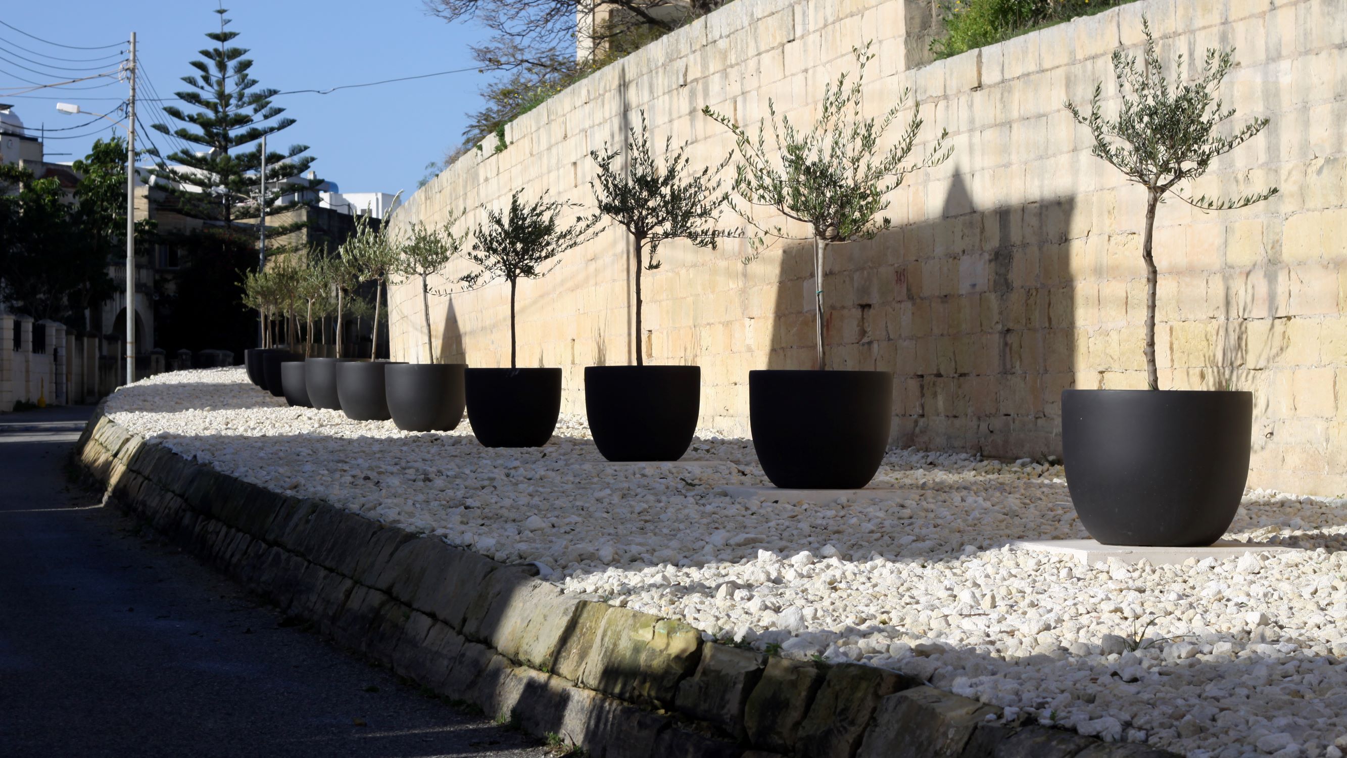 110 new olive trees for Attard’s historic railway embankment
