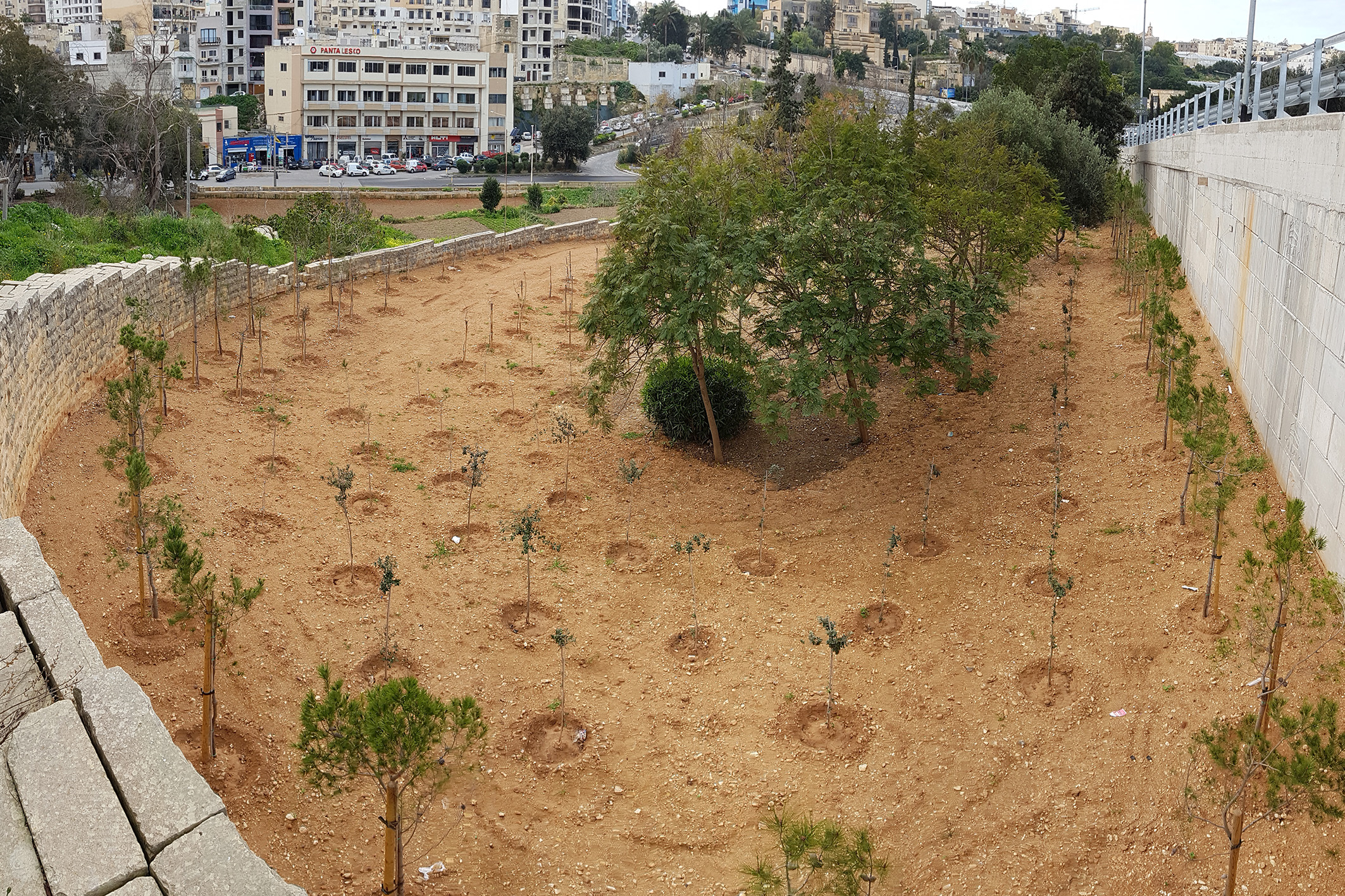 Disused road turned to green area with 459 trees