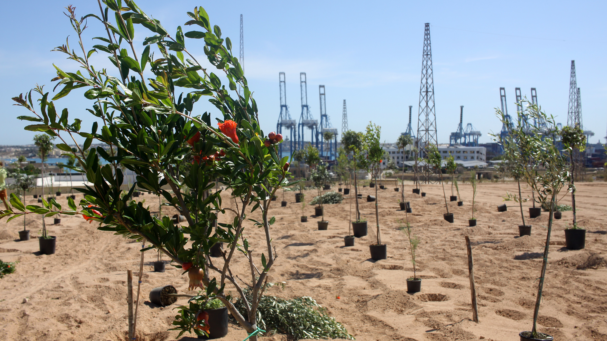 2200 trees and shrubs in new Benghajsa Grove