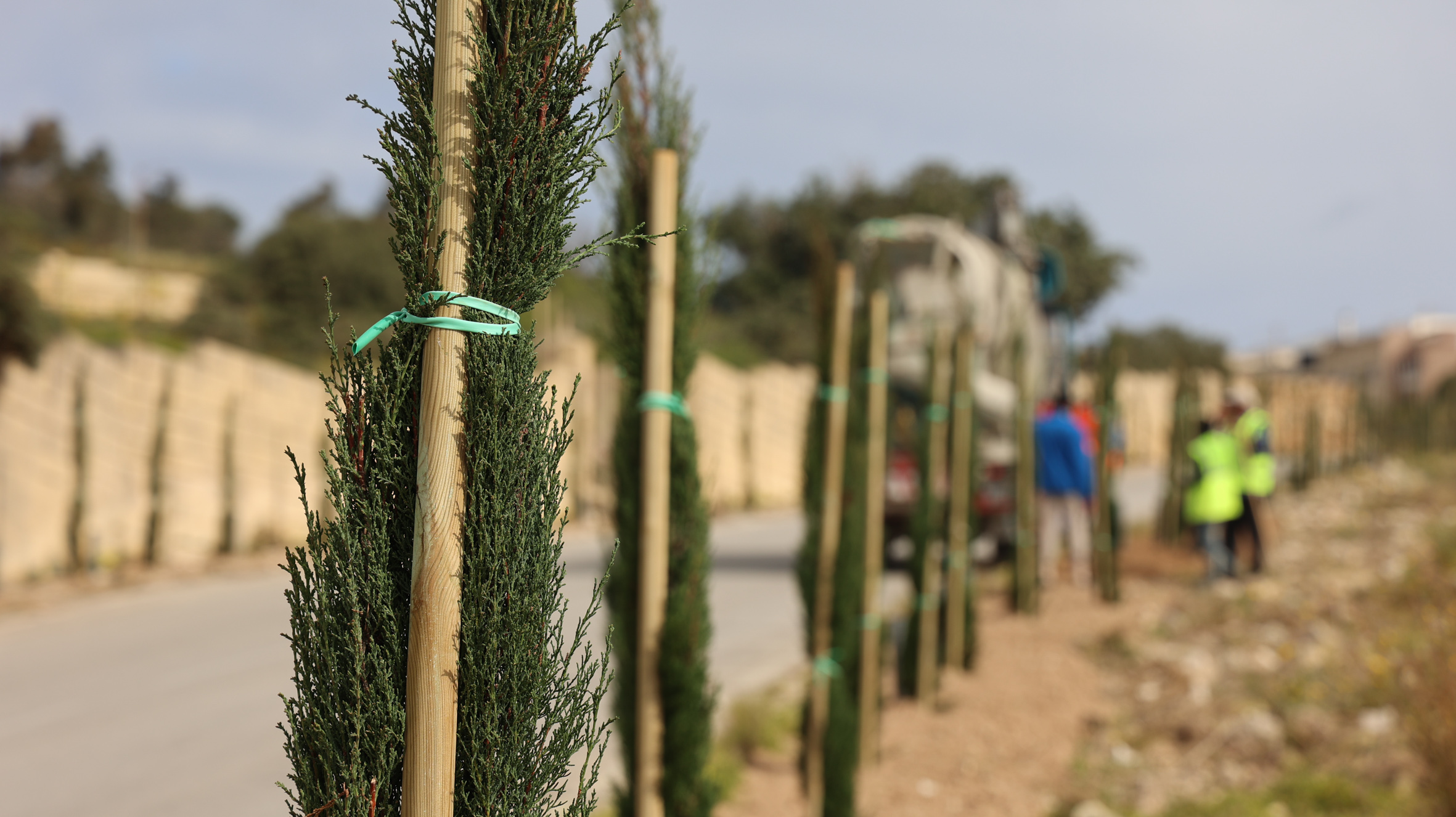 Infrastructure Malta planting 9908 trees in three months
