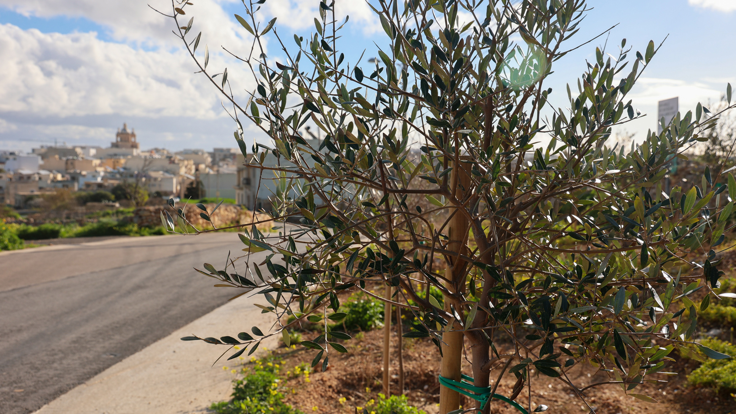 Infrastructure Malta plants 22162 trees in 2021