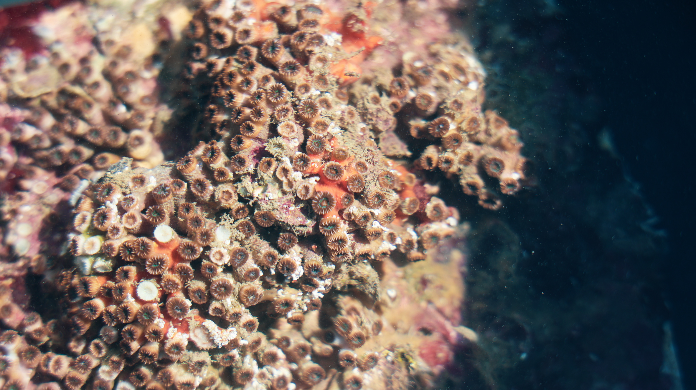 Translocating endangered coral colonies at the Grand Harbour